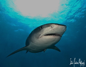 One of my favorite sharks at one of my favorite spots- Ti... by Steven Anderson 